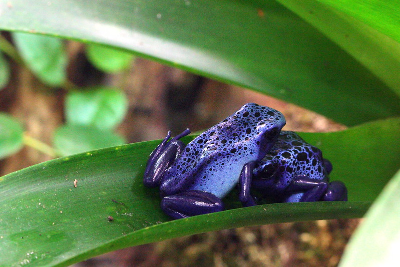 Two blue Dart frogs