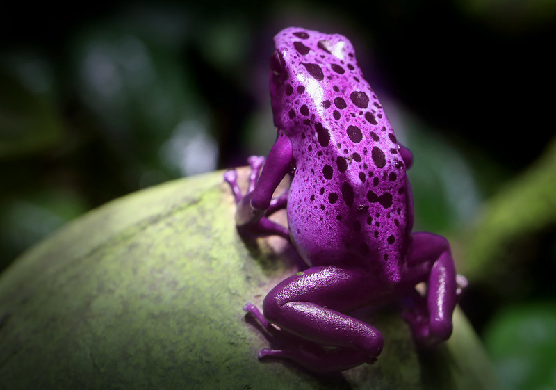 A Pink Dart Frog