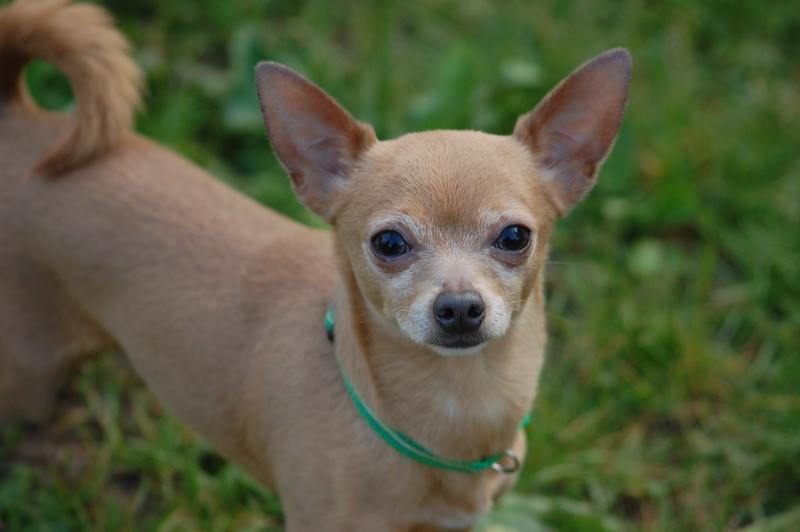 Chihuahua Judging You