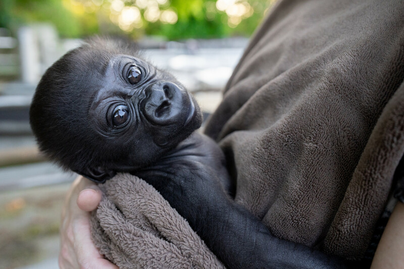 a baby gorilla