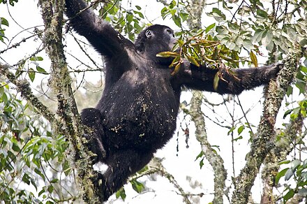 A gorilla climbing a tree