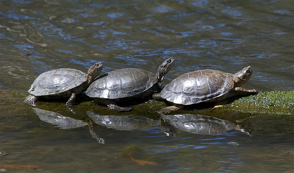 three turtles
