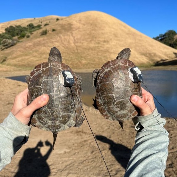 turtles with trackers