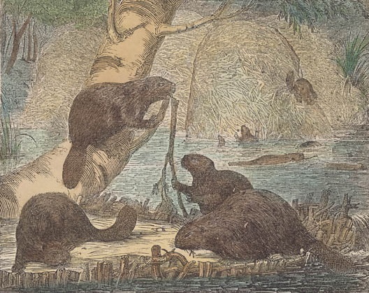 american_beaver