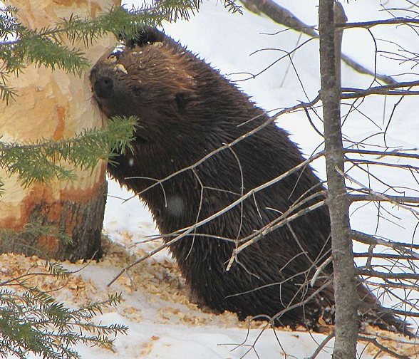 american beaver