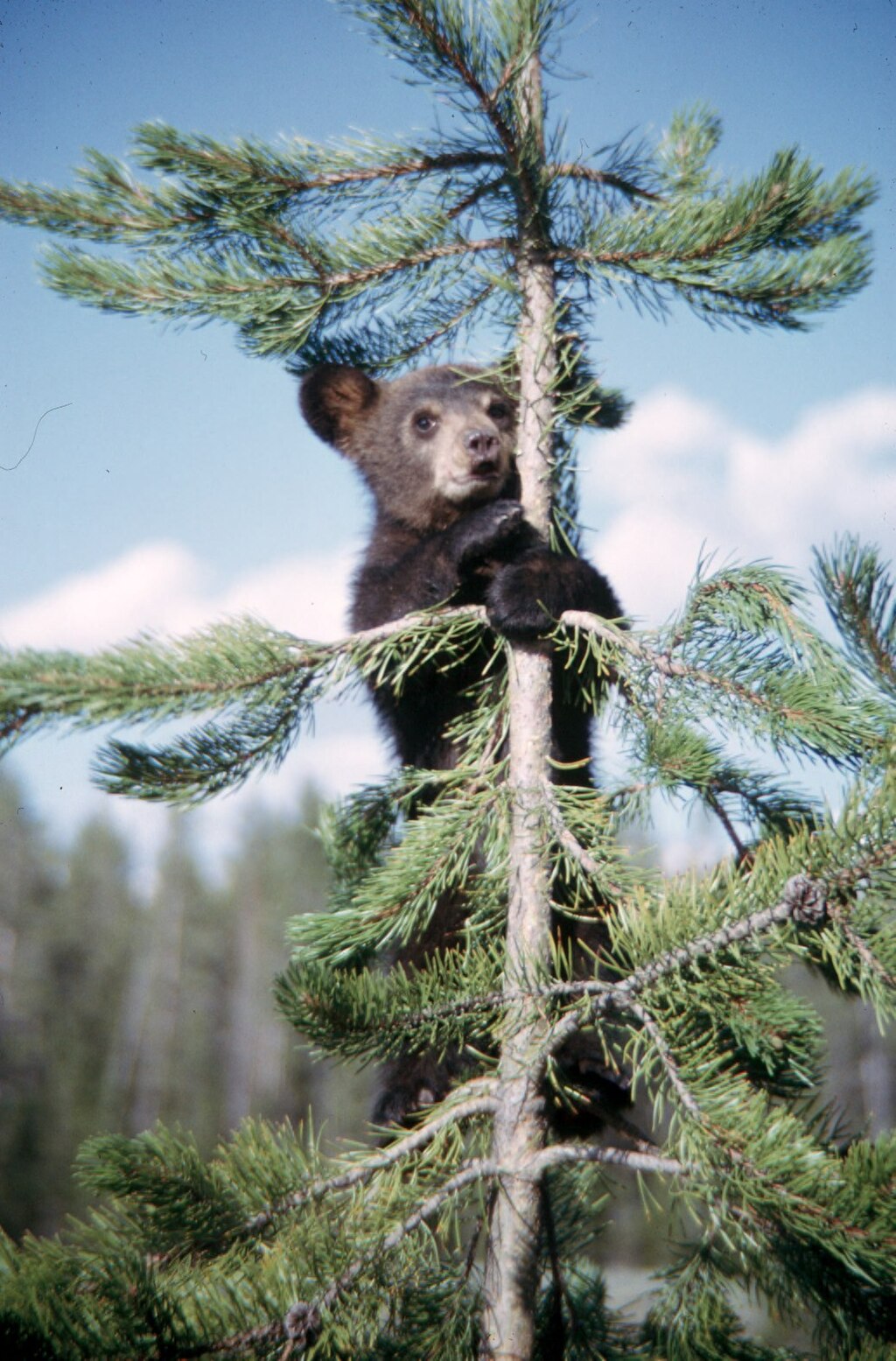 Baby American Black Bear