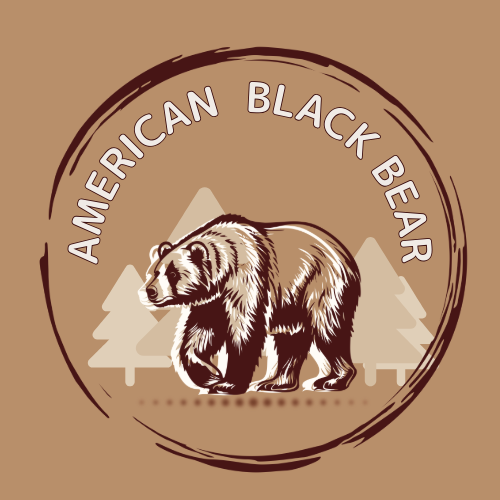 American Black Bear