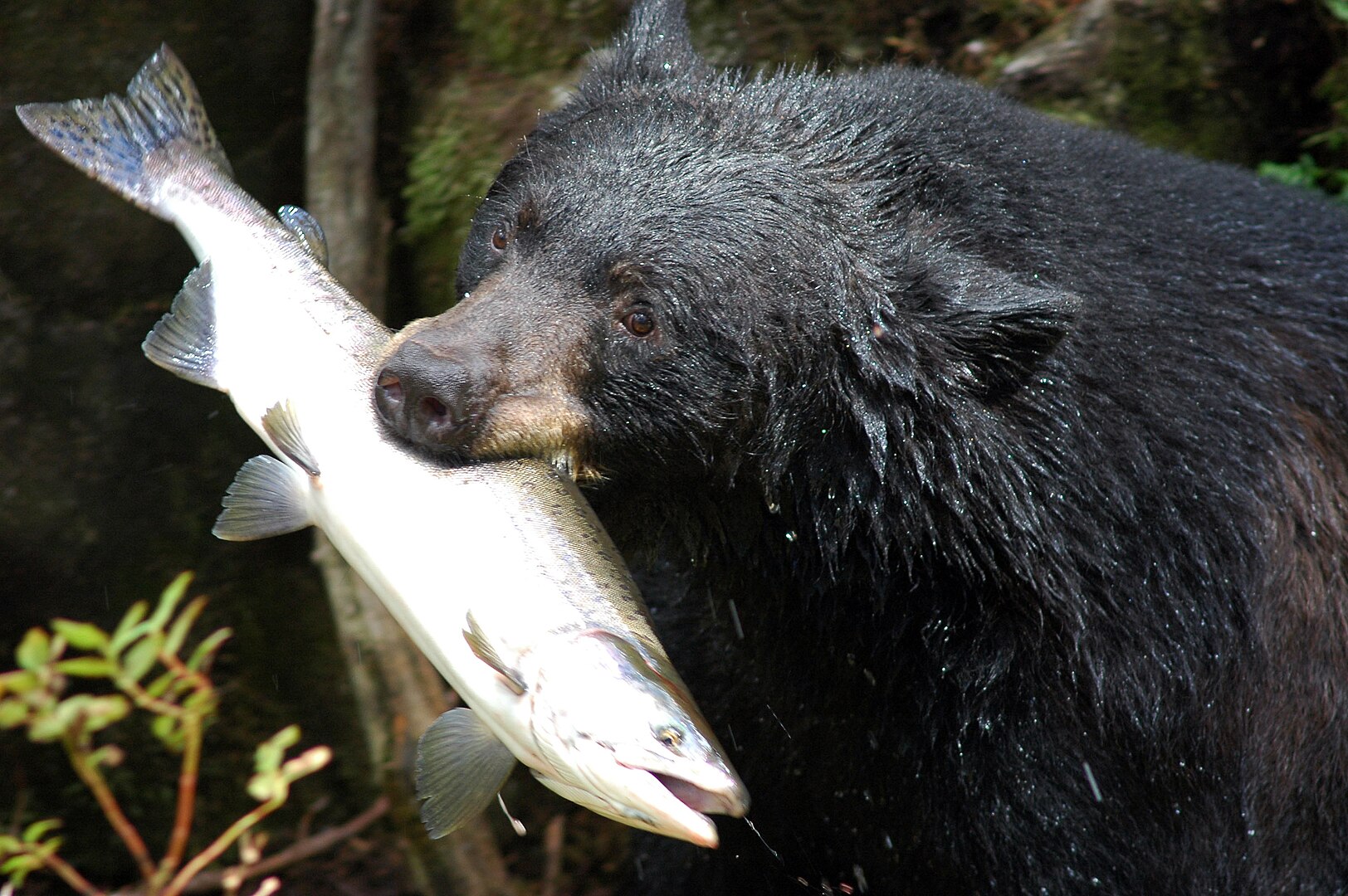 Black Bear with Fish
