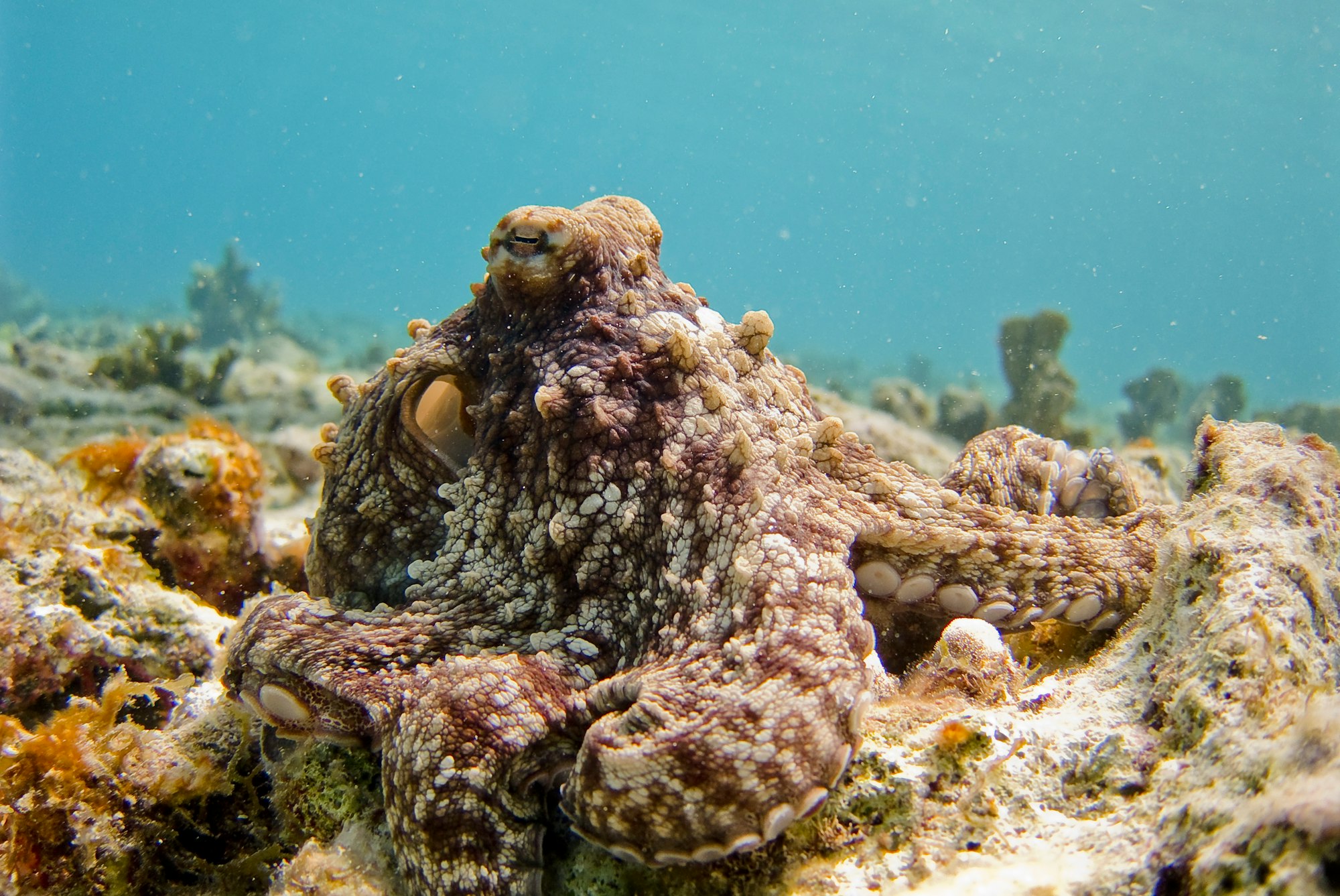 camouflaged octopus