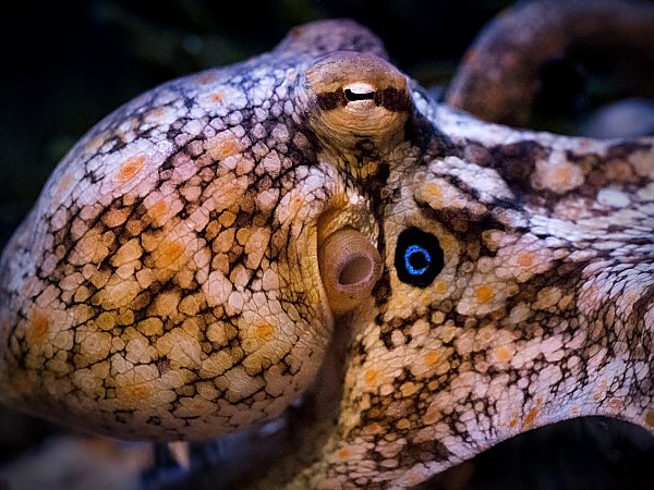 Octopus-with-spots