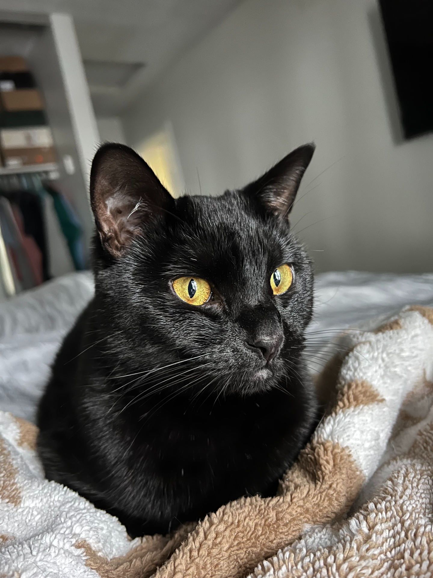 A cat in her Natural Habitat