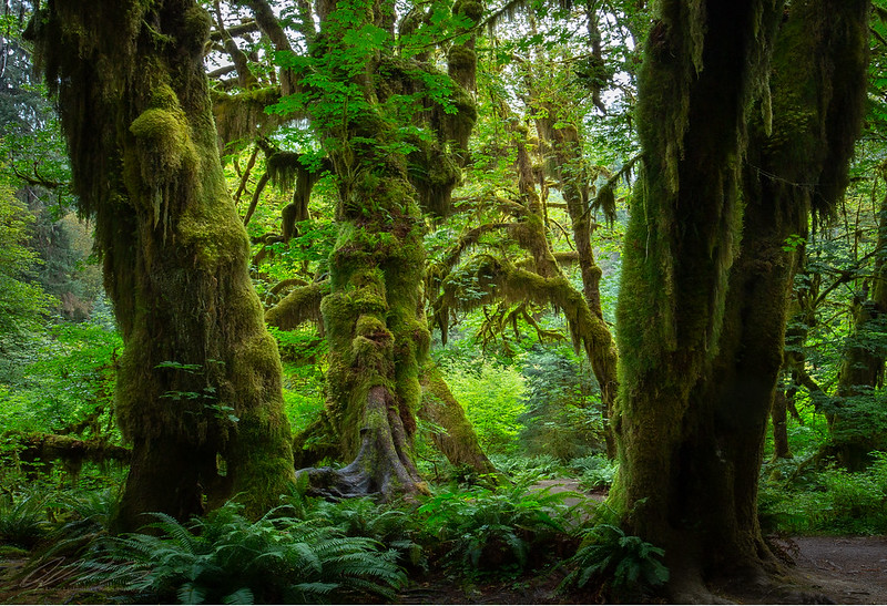 a rainforest in Washington State