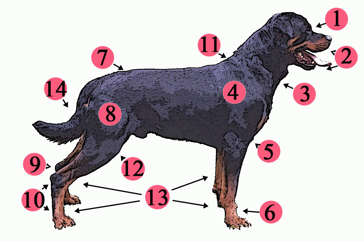 Anatomy of the Rottweiler
