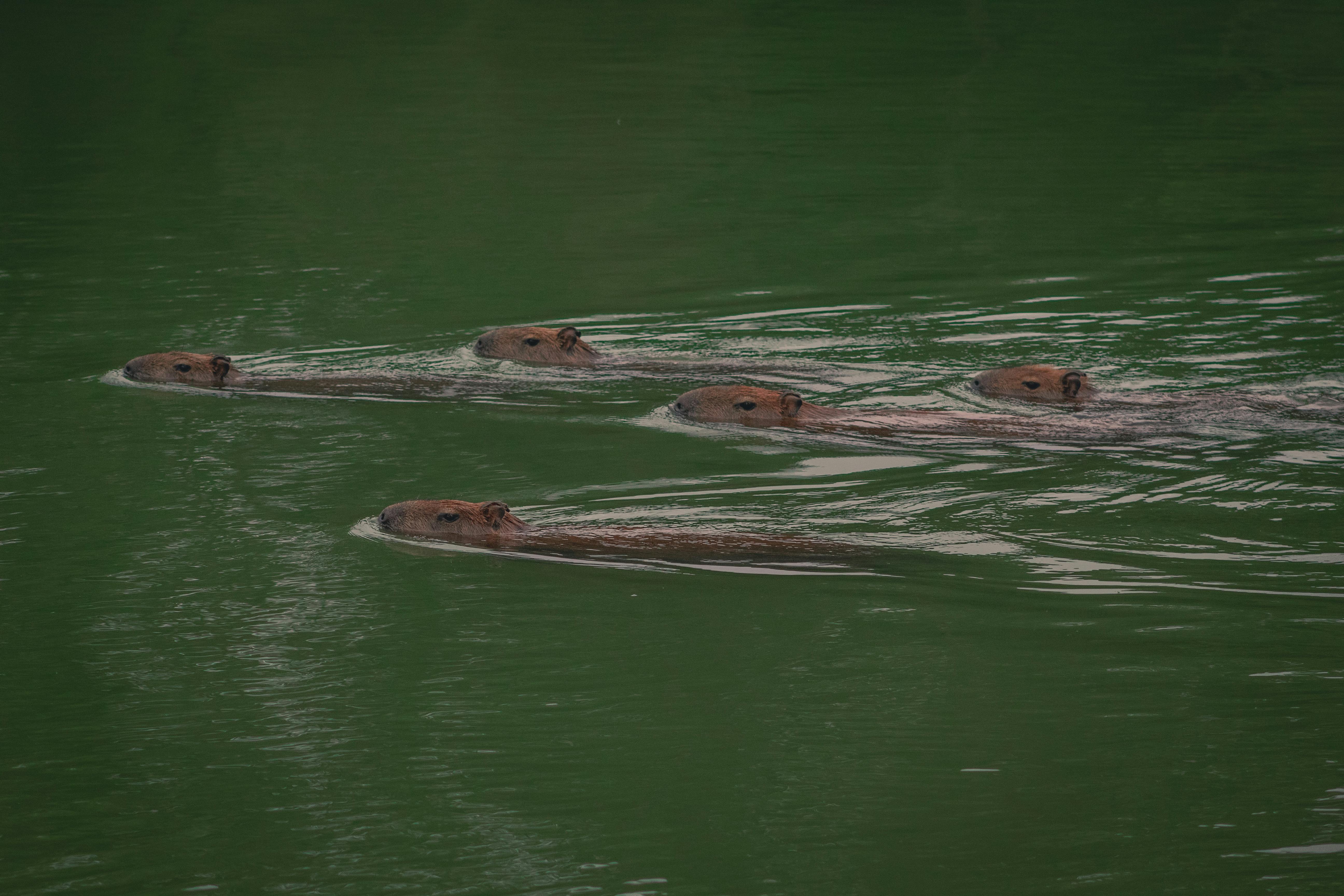 A group of capybaras swimming