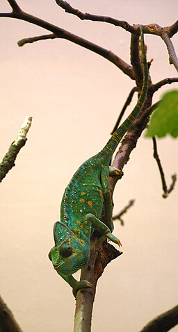 Chameleon Climbing Down a Tree