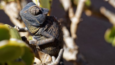 Dark Grey Colorless Chameleon