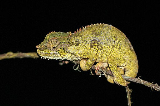 Yellow Chameleon curled around a branch