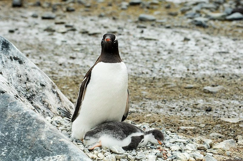 Penguin watching over sleeping chick