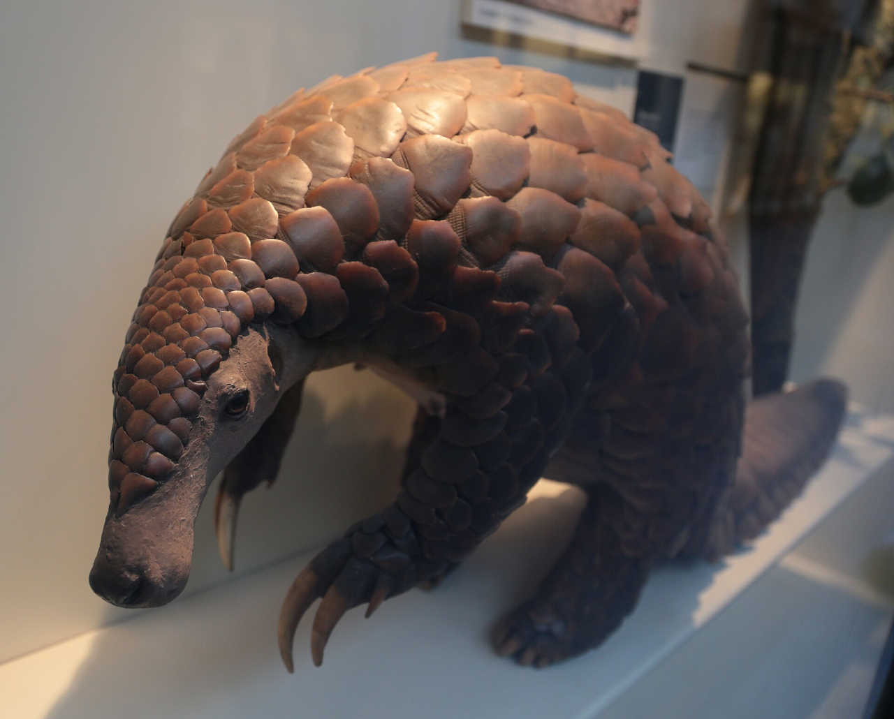 Picture of a stuffed and mounted pangolin standing on its hind legs in a museum.