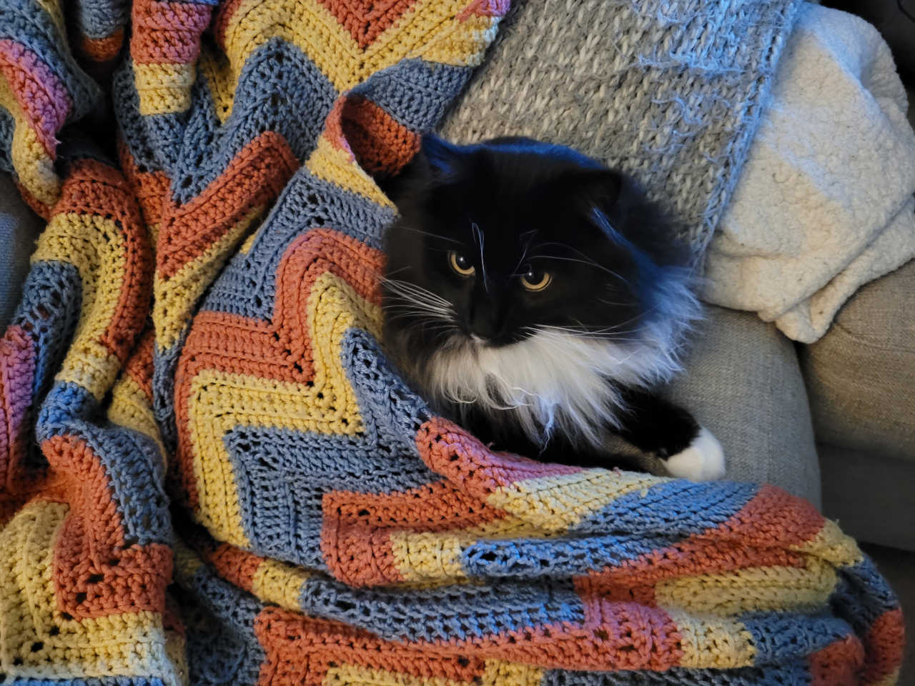 Picture of a fluffy tuxedo cat curled up in a blanket.
