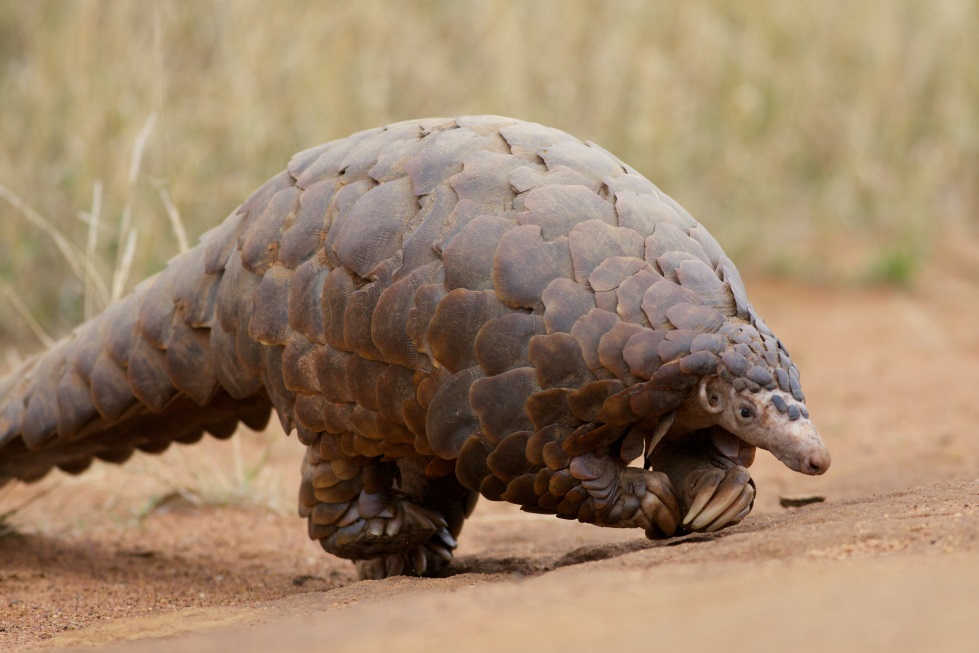 Picture of a pangolin walking across a patch of dirt in a grassy field.