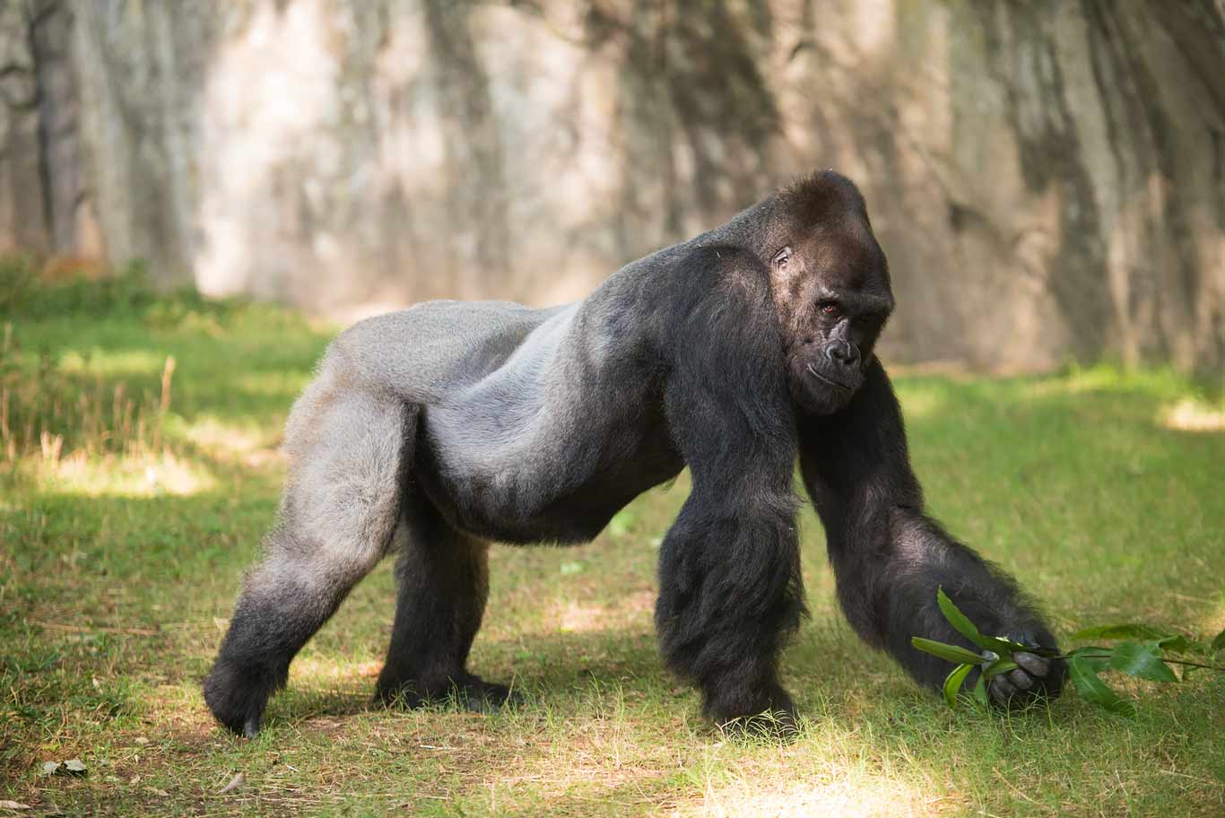 A Gorilla standing on its front arms