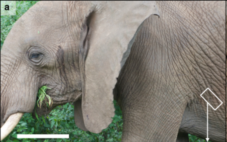 Close-up image of African Elephant eating food.