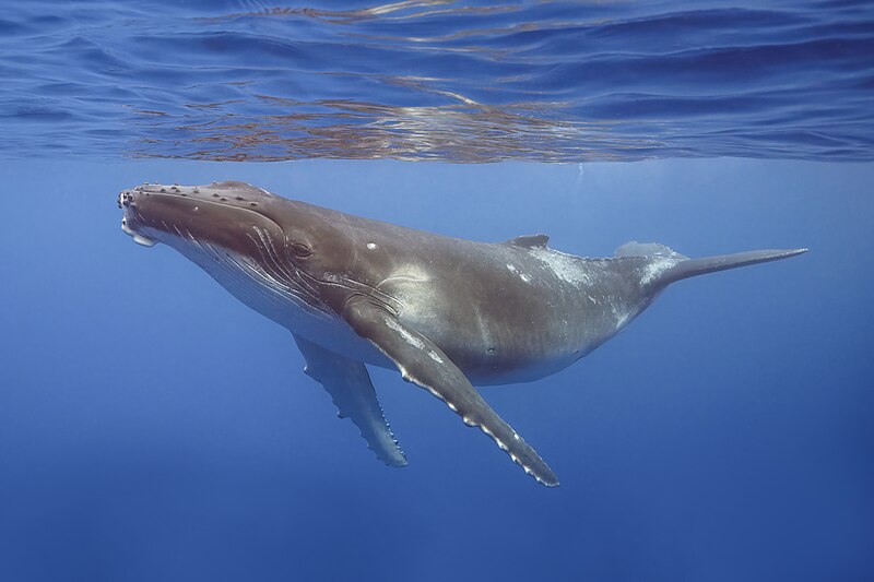 underwater image of a humpback whale