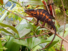 Brown and Orange Chameleon