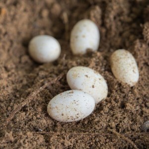 Chameleon Eggs