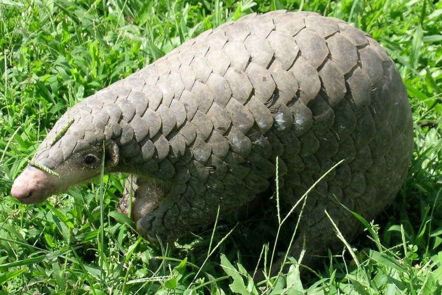 Picture of pangolin standing in a field of green grass.