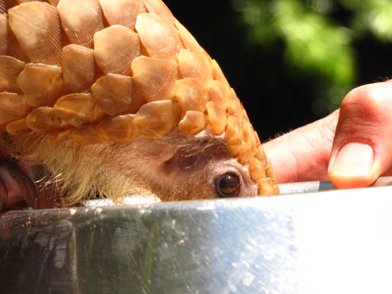 A pangolin eating out of a bowl held out by a hand.
