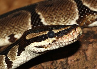 Close up of ball python