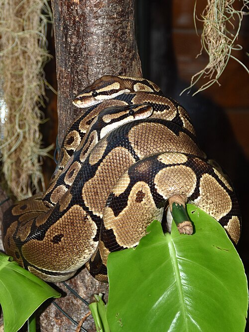 Two ball pythons on a branch