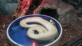 Ball python in water bowl