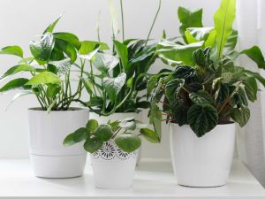 three green houseplants