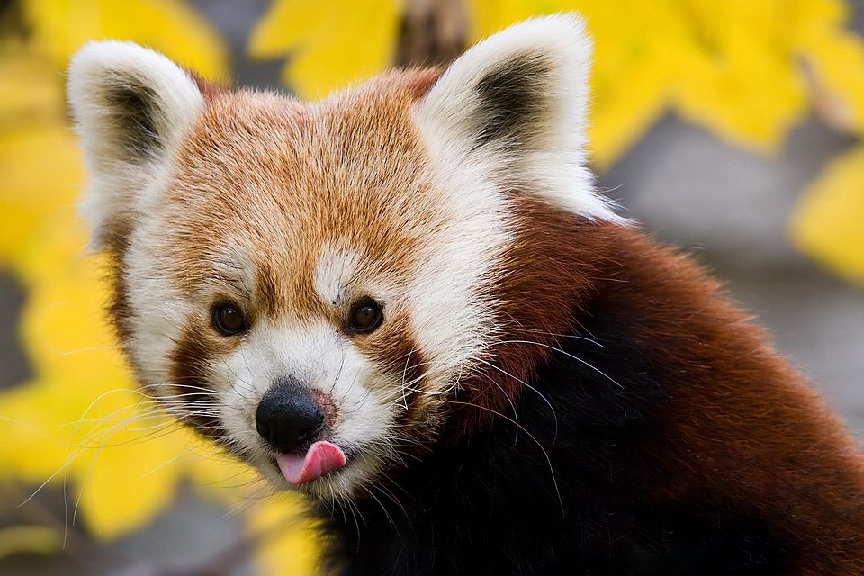 red panda's face