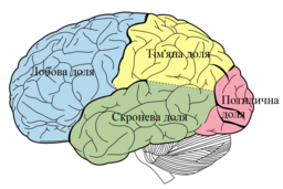 multicolored brain with different areas color coded