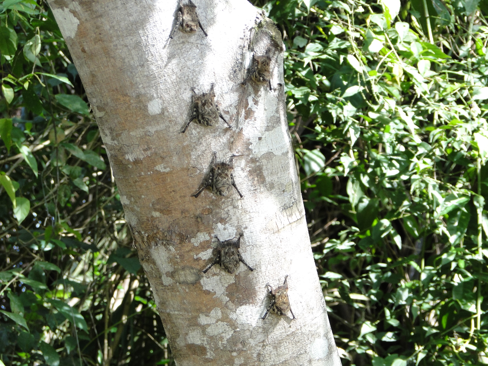 A line of 6 Long-Nosed Bats.