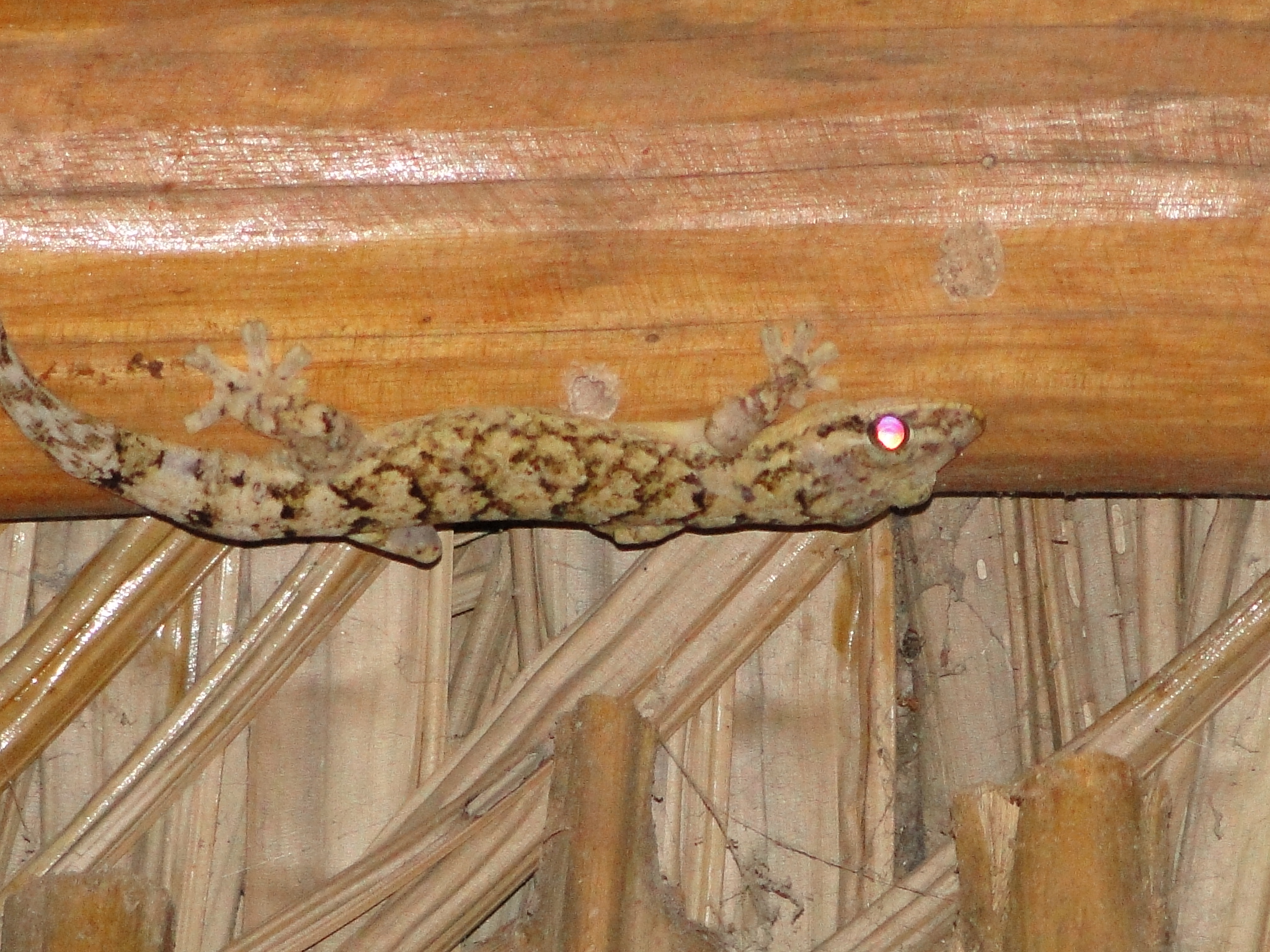 A Turnip-tailed Gecko.