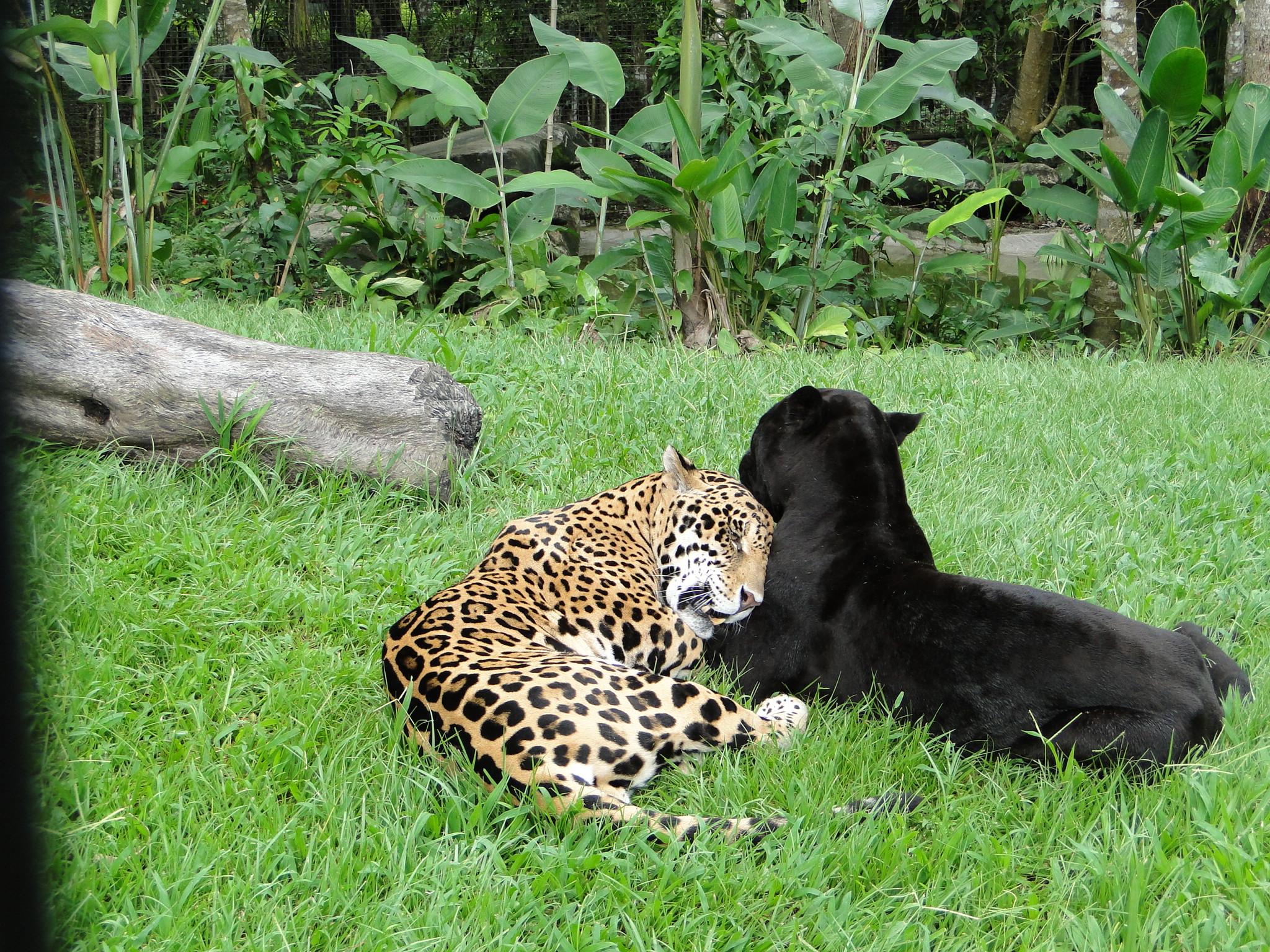 A pair of Jaguars, one spotted and one black.