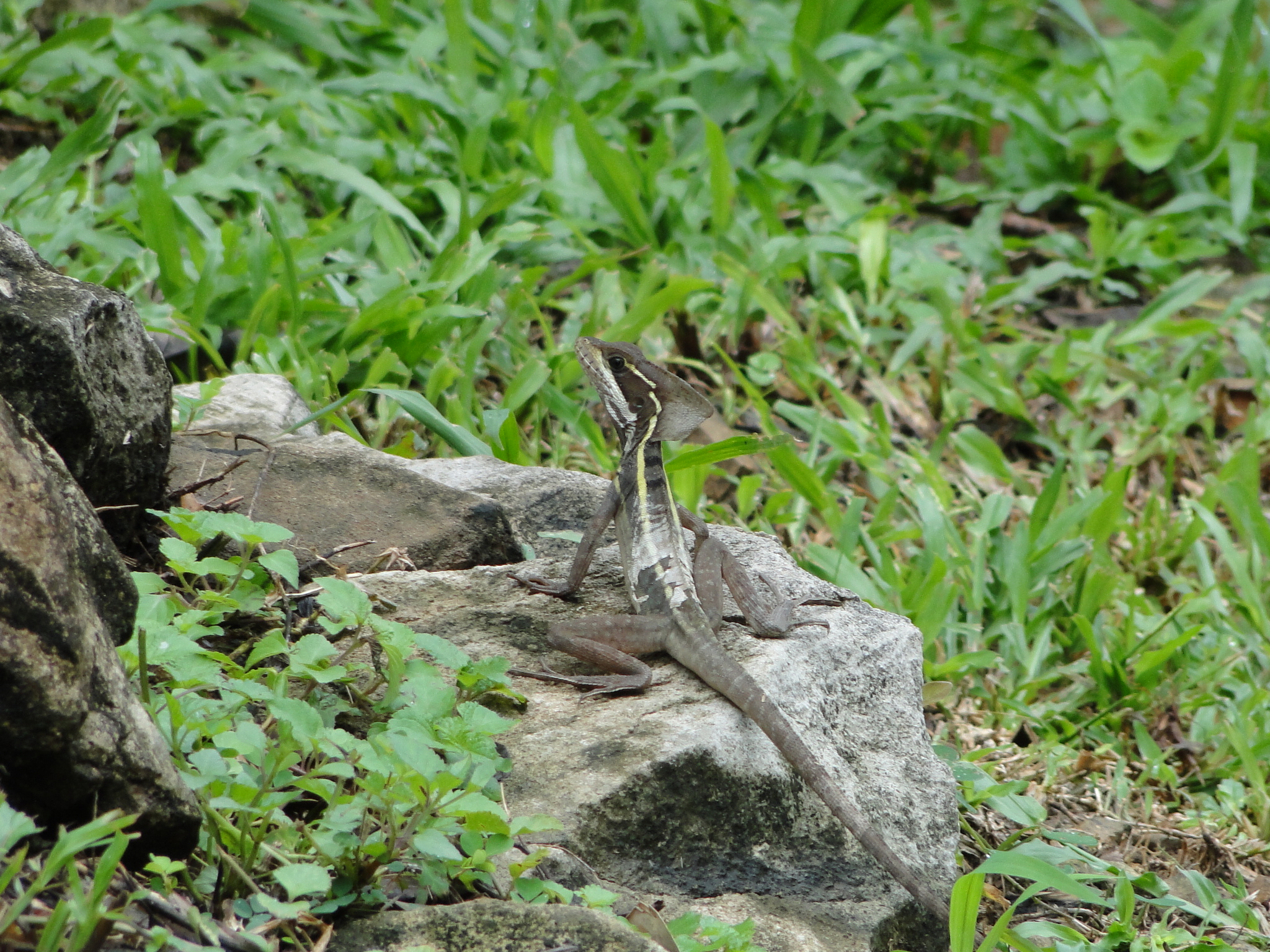 A Brown Basilisk lizard.