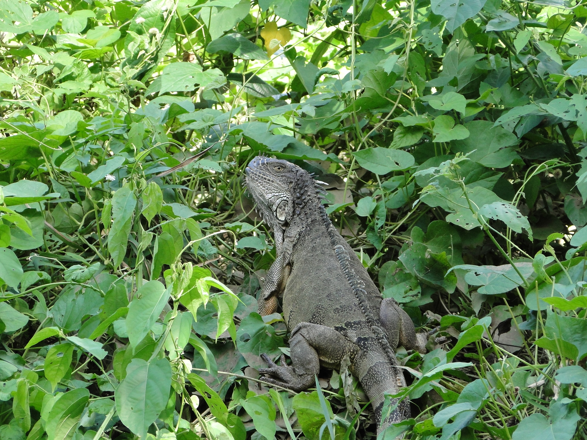 A very large Green Iguana in jungle foliage.