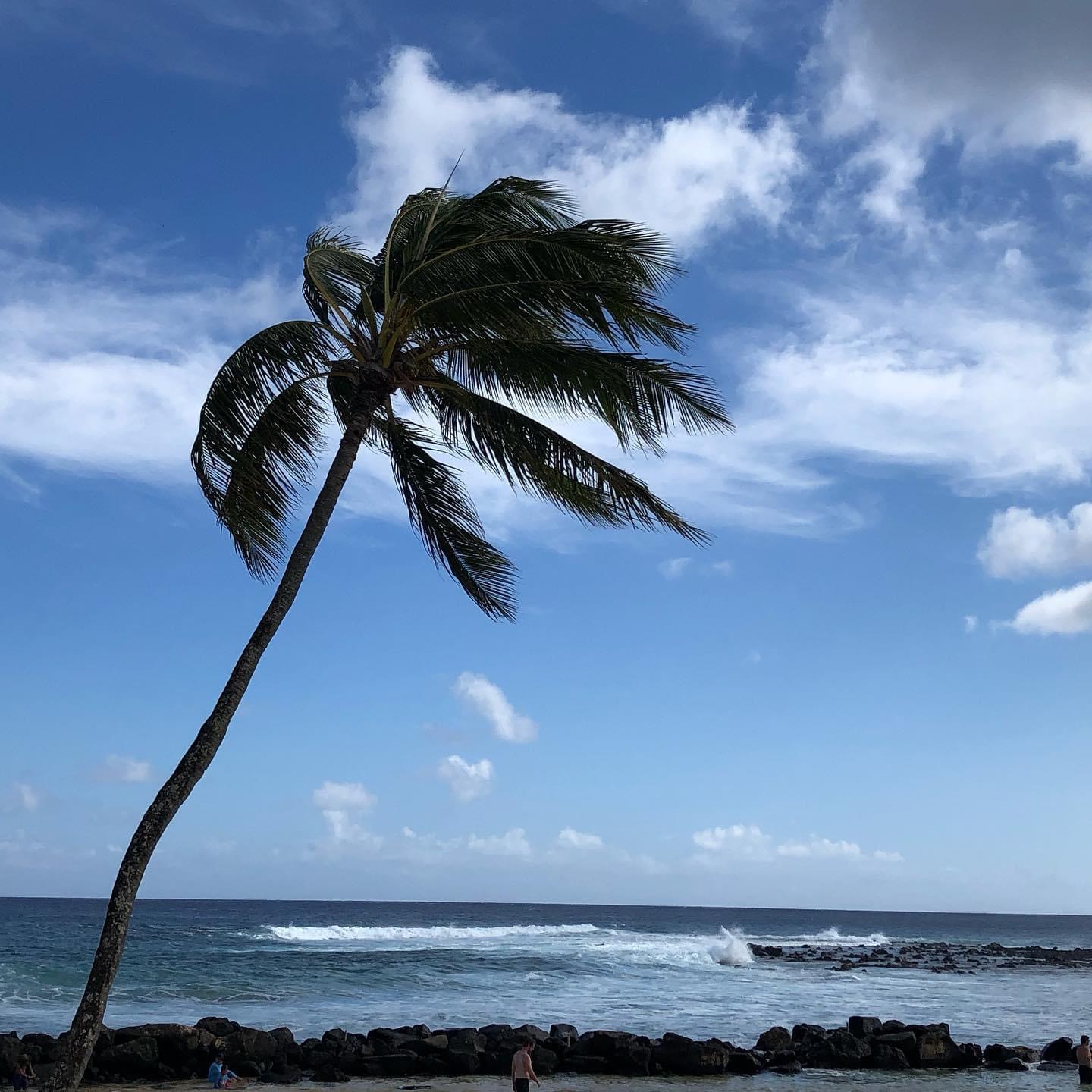 A palm tree at Poipu Beach on Kaua'i.