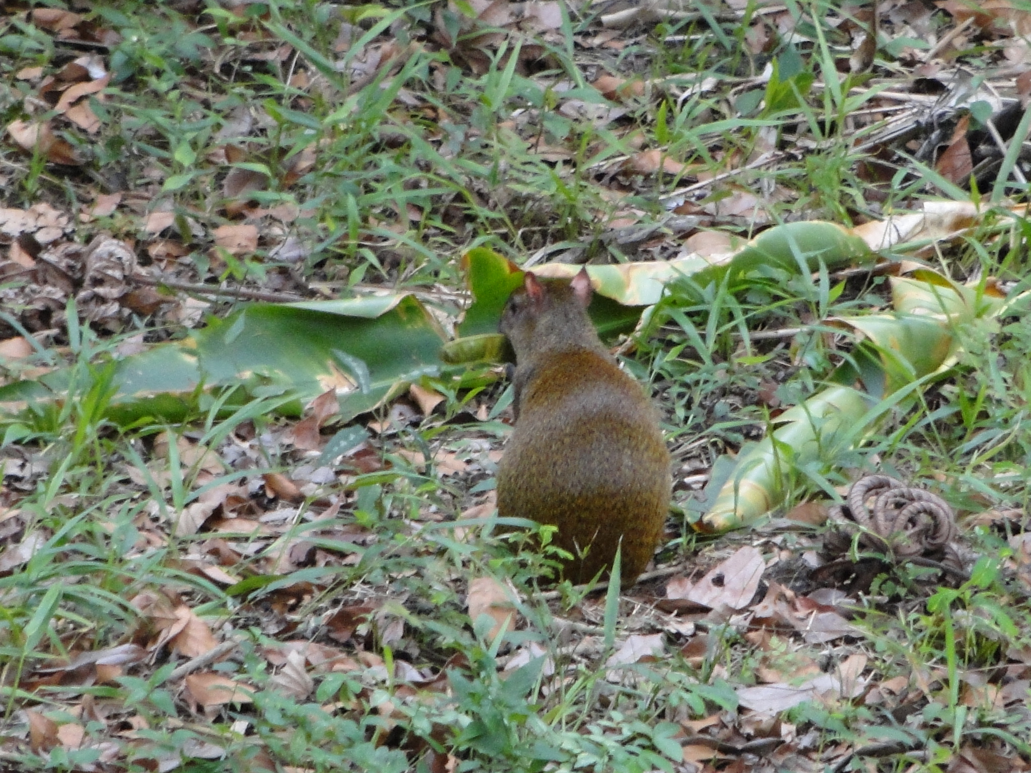 The back view of an Agouti.