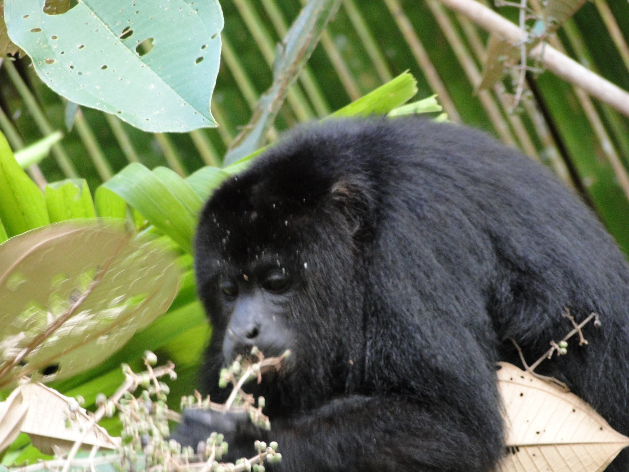 A female Howler Monkey.