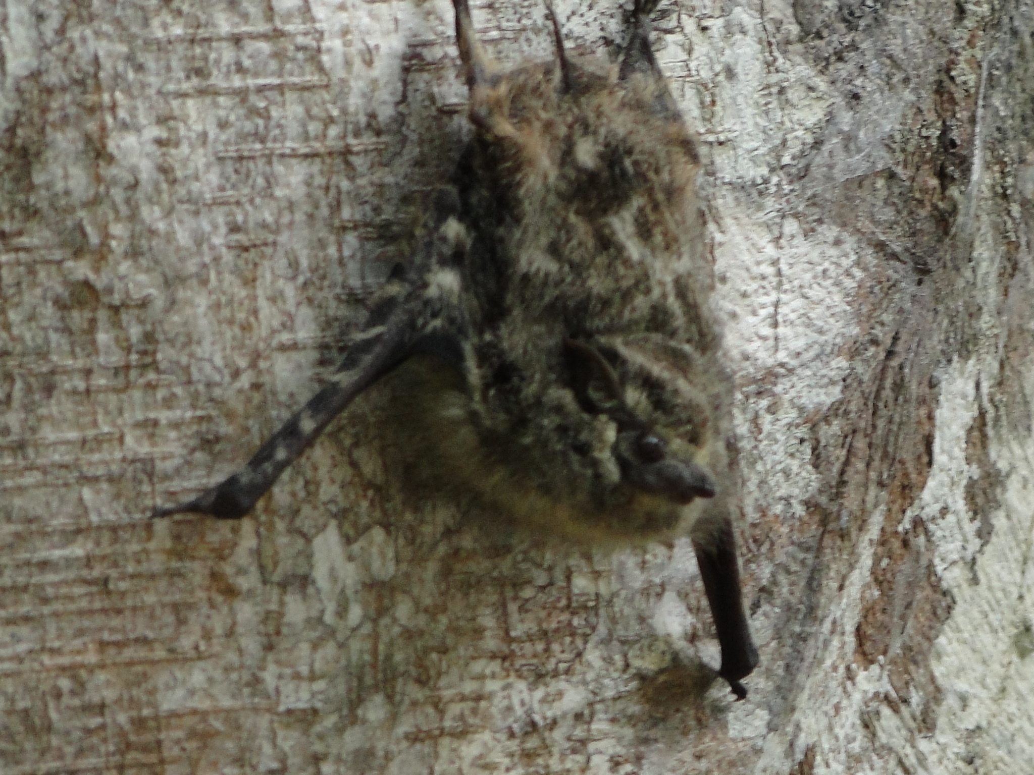 Single Long-Nosed Bat.