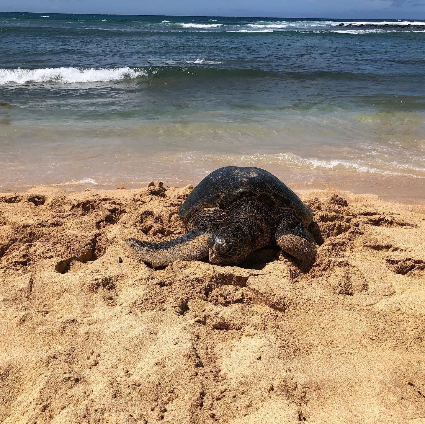 A Hawaiian Green Sea Turtle on Poipu Beach, on the island of Kaui.