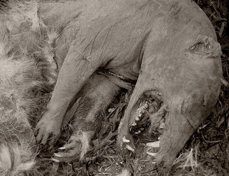 Alleged Roadkill Chupacabra