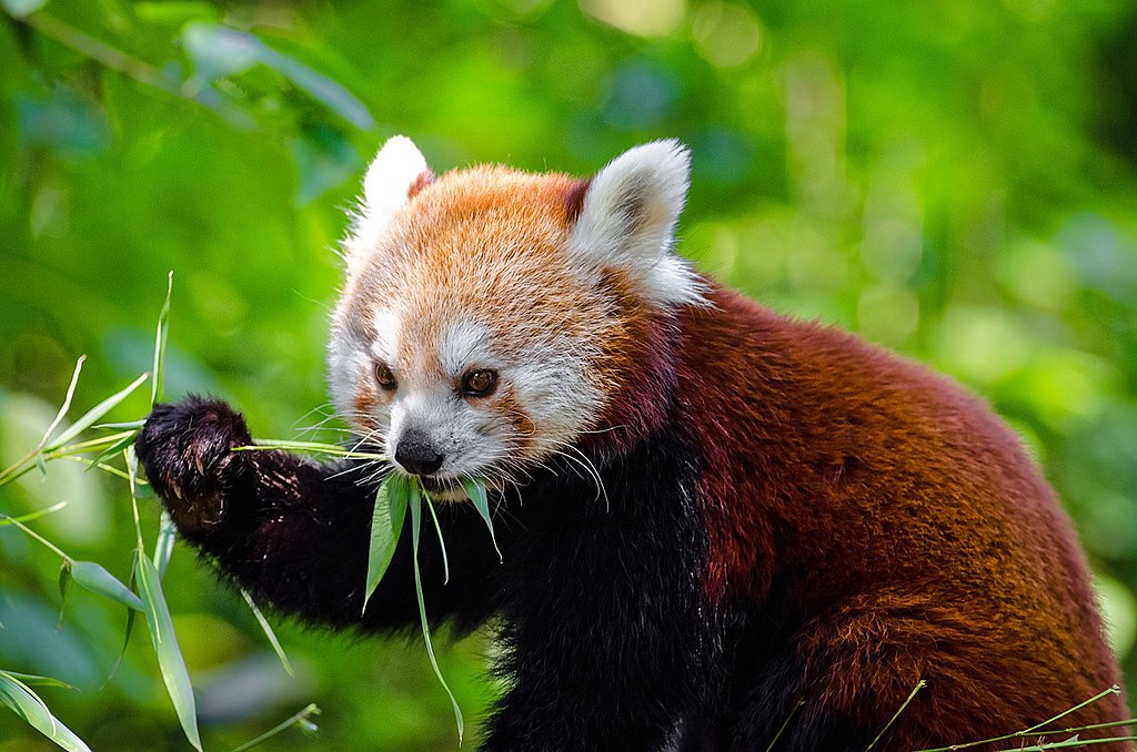 red panda
